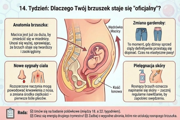 14 Zmiany w Twoim ciele – brzuch w 14 tygodniu ciąży